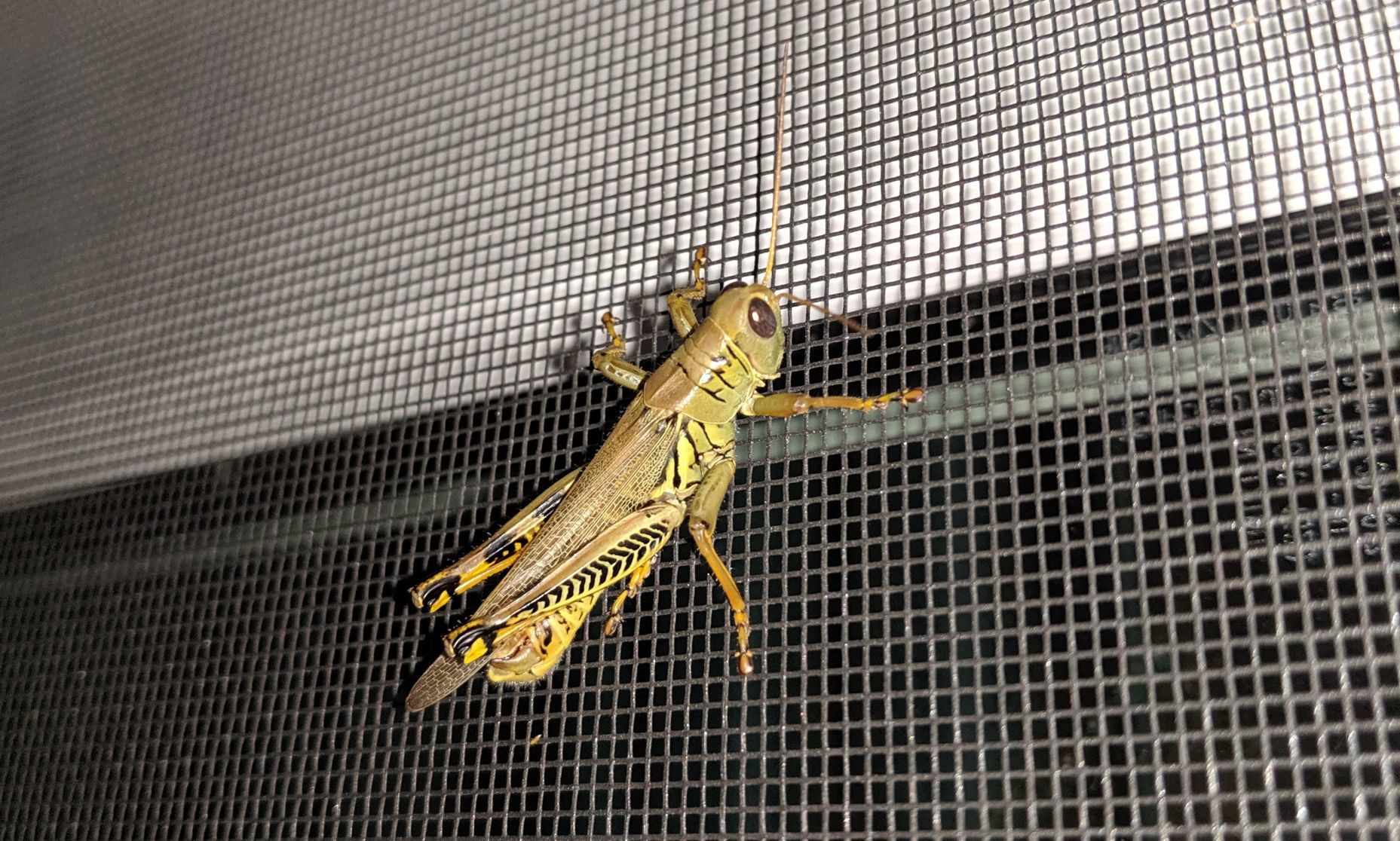 Grasshopper hops around Fremont home